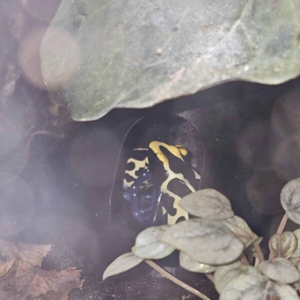3D-Printed Dart Frog Breeding Hut Experience the Frog Father difference today. - Image 2