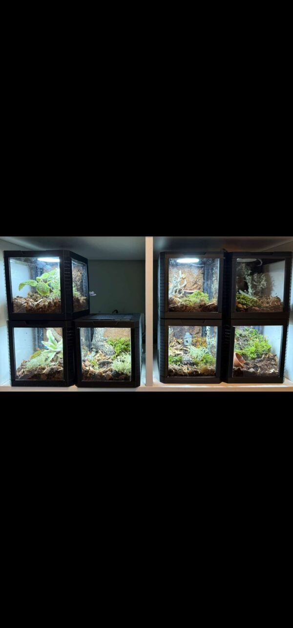 3D Printed display vivarium – Enclosure - Image 3