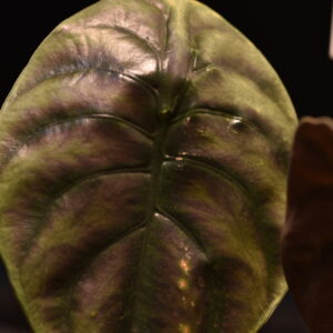 Alocasia 'Dragon Scale' - Rooted Cuttings of plants only