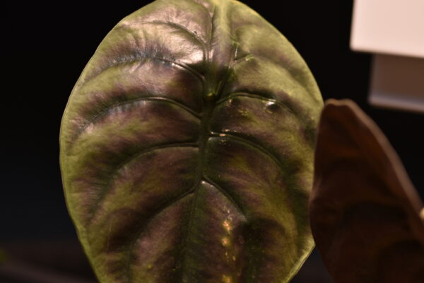 Alocasia 'Dragon Scale' - Rooted Cuttings of plants only