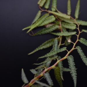 Begonia pteridiformis (3" unrooted cuttings of plants onlu)