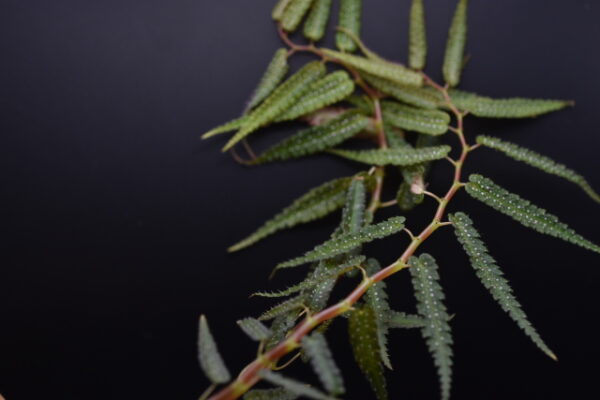 Begonia pteridiformis (3" unrooted cuttings of plants onlu)