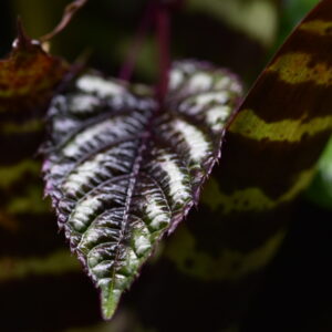 Cissus discolor (Bicolor Rex Begonia Vine) - Rooted Cuttings of plants only