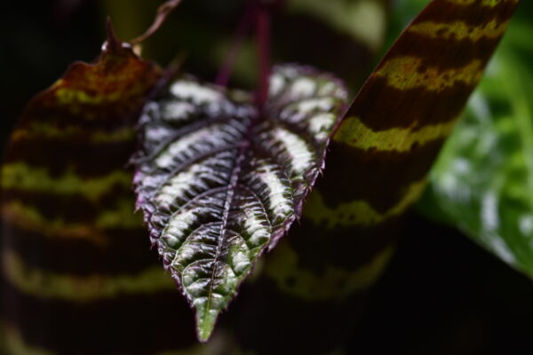 Cissus discolor (Bicolor Rex Begonia Vine) - Rooted Cuttings of plants only