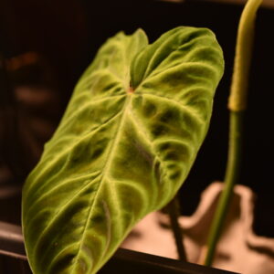 Philodendron 'Micans' - Rooted Cuttings Plants only