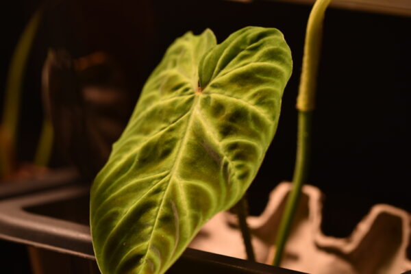 Philodendron 'Micans' - Rooted Cuttings Plants only