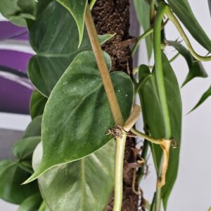 Pothos – Green - Rooted Cutting - Plant only