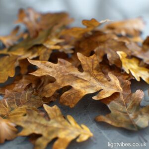 10L Dried Oak Leaves for Amphibians, Reptiles, Isopods, and Bioactive Insects Experience the Frog Father difference today.