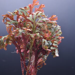 Selaginella erythropus (Red Spike Moss) - Rooted - Plants only