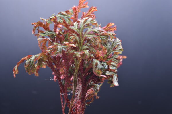 Selaginella erythropus (Red Spike Moss) - Rooted - Plants only