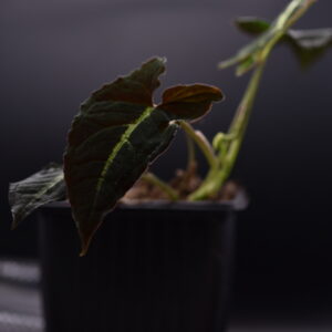 Syngonium 'Rayi' - Rooted Cuttings of plants only