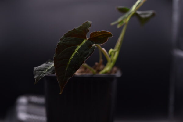 Syngonium 'Rayi' - Rooted Cuttings of plants only